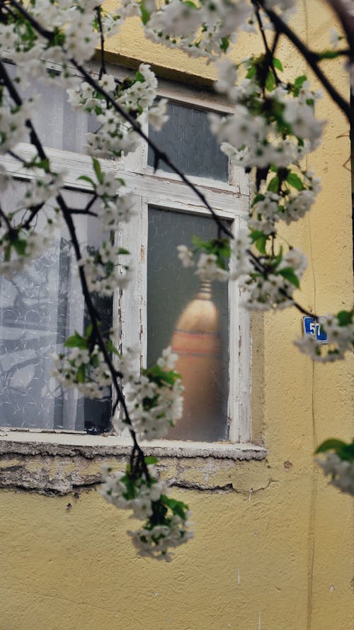 Kostenloses Stock Foto zu ast, blühen, fenster