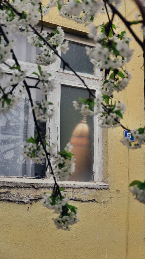 Free A vase is sitting on the window sill of a house Stock Photo