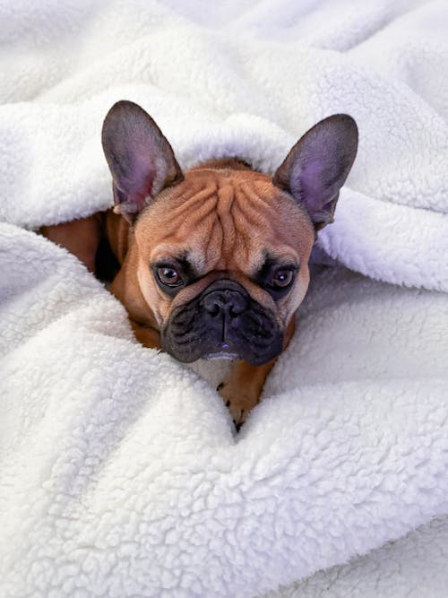 Free Wally in his cozy blanket. April 11, 2024 Stock Photo