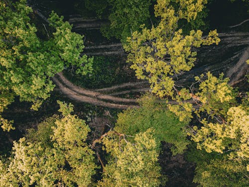 Foto profissional grátis de árvores, aumento, caminhos