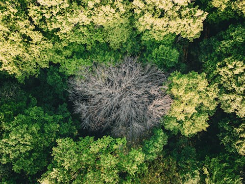 Free Birds Eye View of Forest Stock Photo