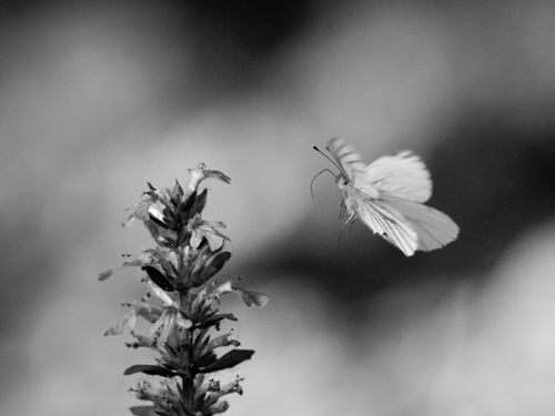 Free A monochrome photograph capturing a butterfly flying near a flower, highlighting natural elegance. Stock Photo