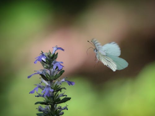 A white butterfly flying over a purple flower