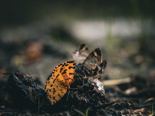 Kostenloses Stock Foto zu boden, gesprenkelt gelb, natur