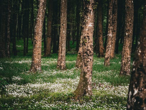 Kostnadsfri bild av anläggning, blommor, natur