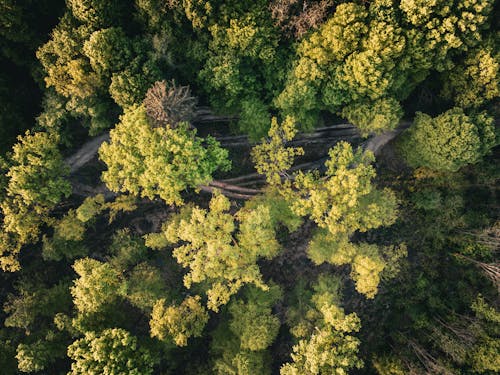 Free Aerial view of a forest with trees and a path Stock Photo