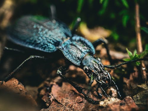 A blue beetle is sitting on the ground