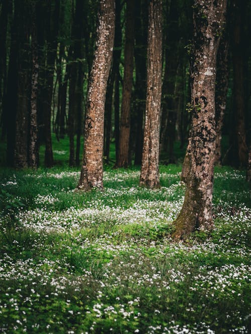 Free A forest with white flowers and trees Stock Photo