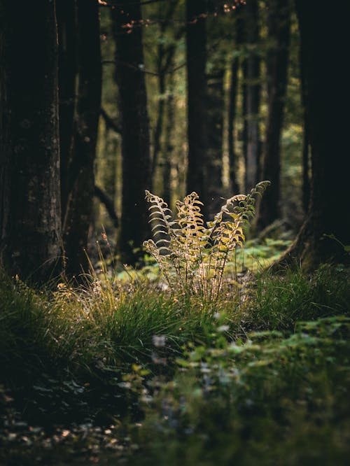 Foto profissional grátis de árvores, ecológico, floresta