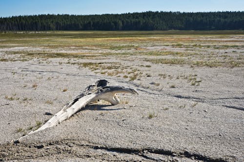 A dead tree in the middle of a dry field