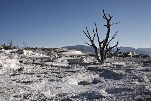 A dead tree in the middle of a barren landscape