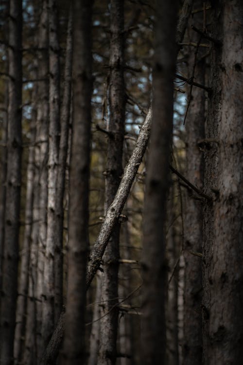 A close up of a tree in the woods