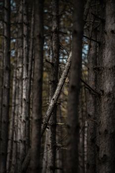 A serene view of dense tree trunks in a tranquil forest setting.