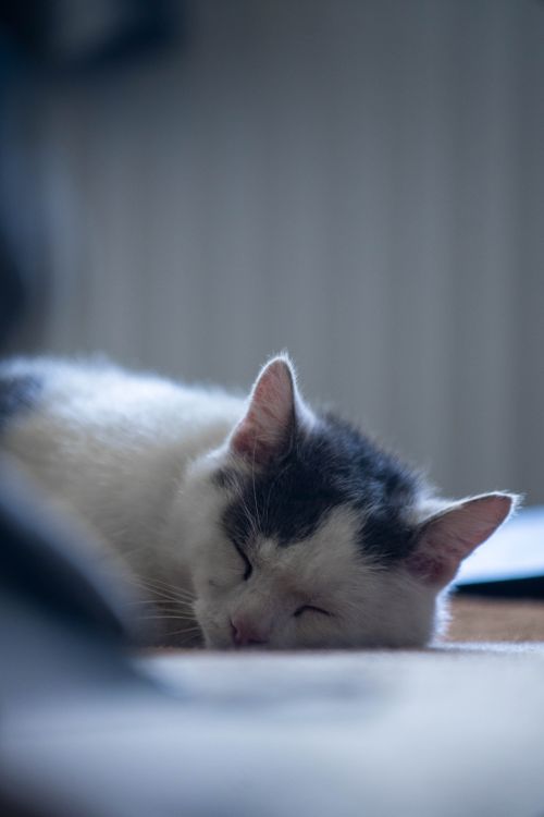 Free A black and white domestic cat sleeps peacefully indoors with soft focus and natural lighting. Stock Photo