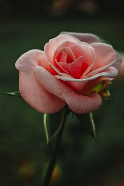 Free A single pink rose is shown in this photo Stock Photo
