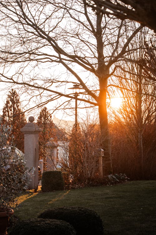 Garden sunset