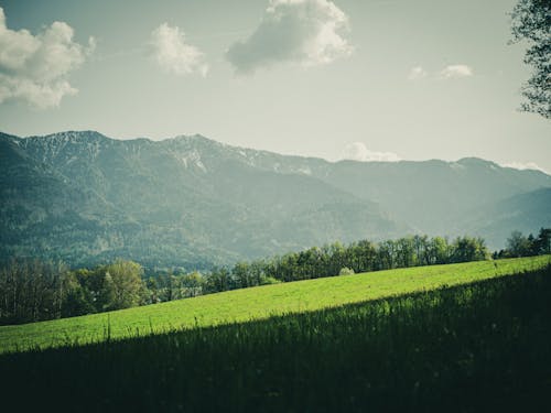 Foto d'estoc gratuïta de camp, estiu, herba