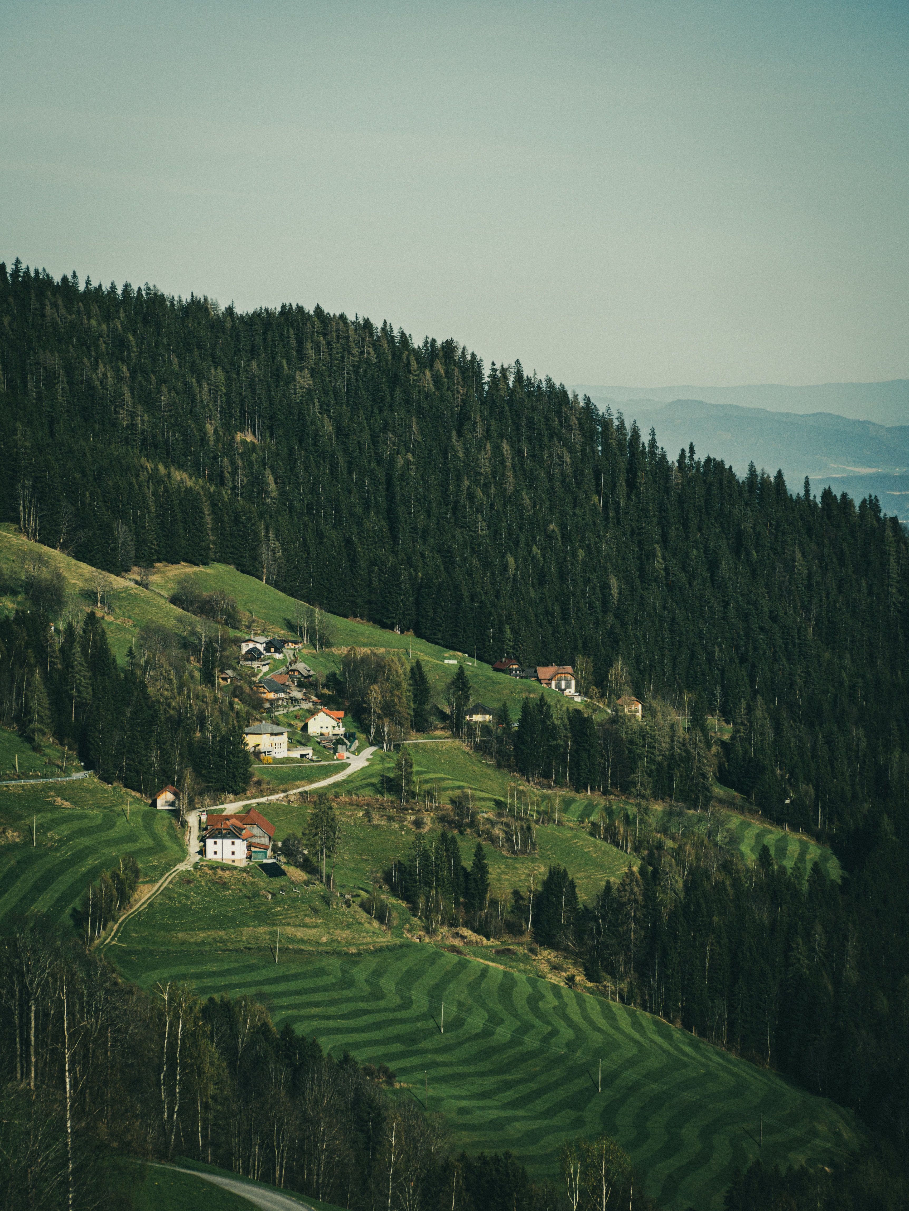 Foto de stock gratuita sobre agricultura, arboles, bosque, campo ...