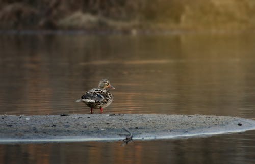 A duck is standing on a small piece of land