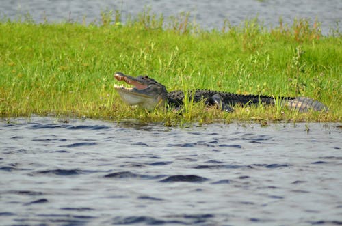 Free Swamp Crocodile Stock Photo