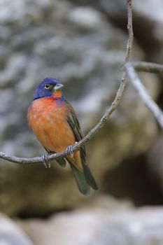 A colorful painted bunting bird sitting on a branch in natural habitat.