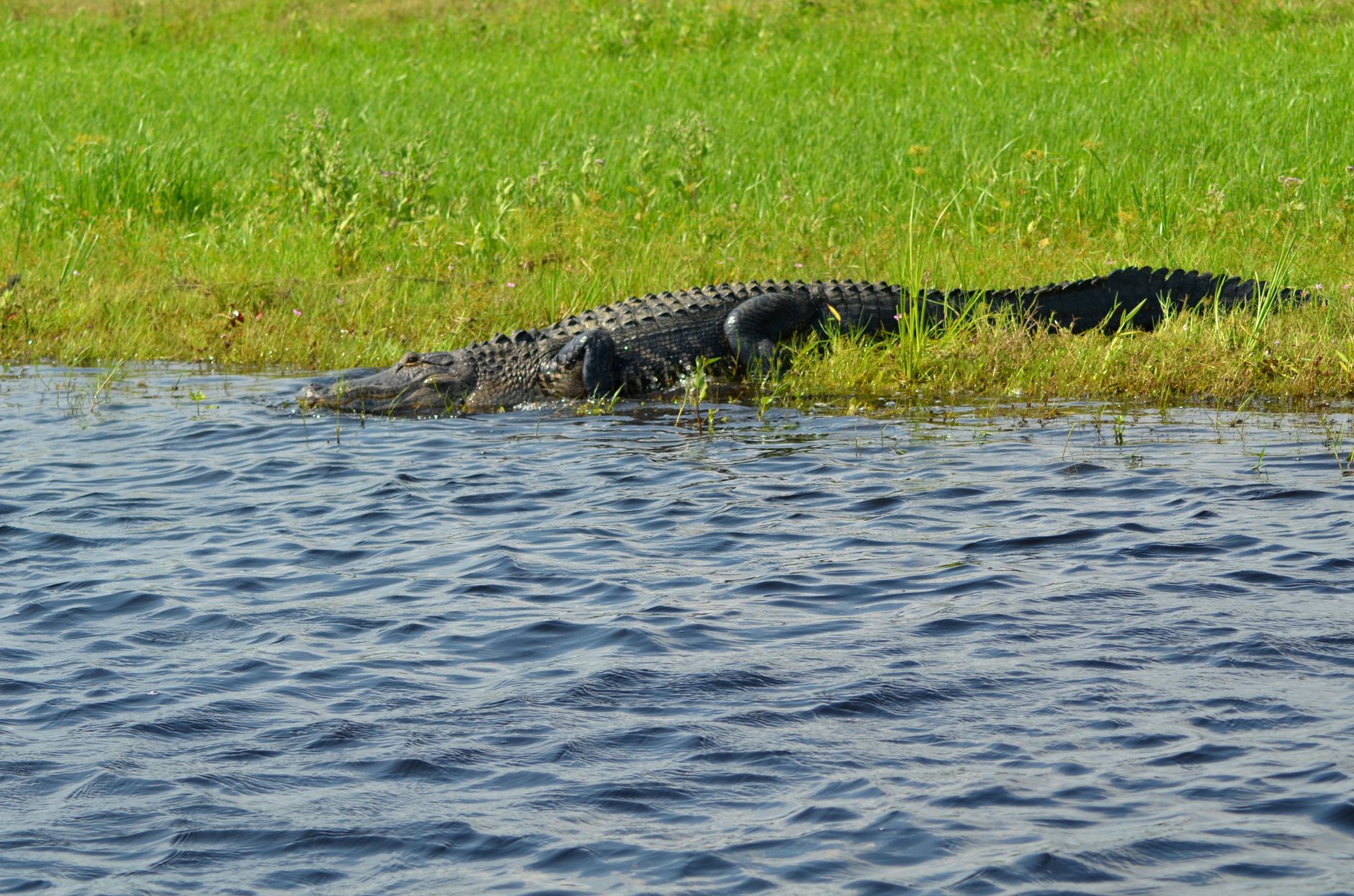 Everglades photo 3