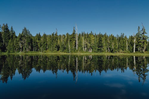 Free View of Green Trees Reflecting in a Body of Water under Blue Sky  Stock Photo