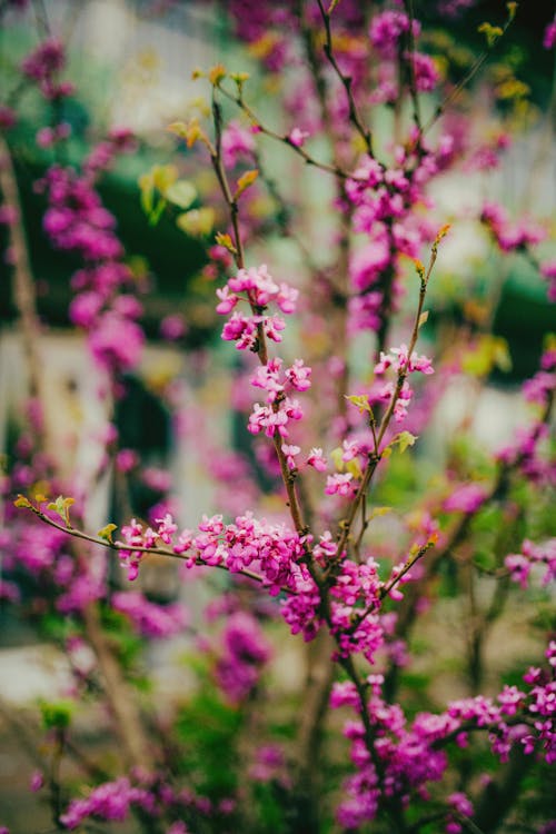 Imagine de stoc gratuită din arc, creangă, flori roz