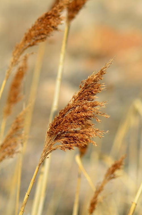 A close up of some brown grass in the desert