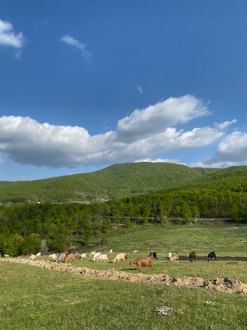 A herd of horses grazing in a field with mountains in the background