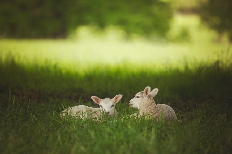 Photo Of Lambs Sitting On The Grass