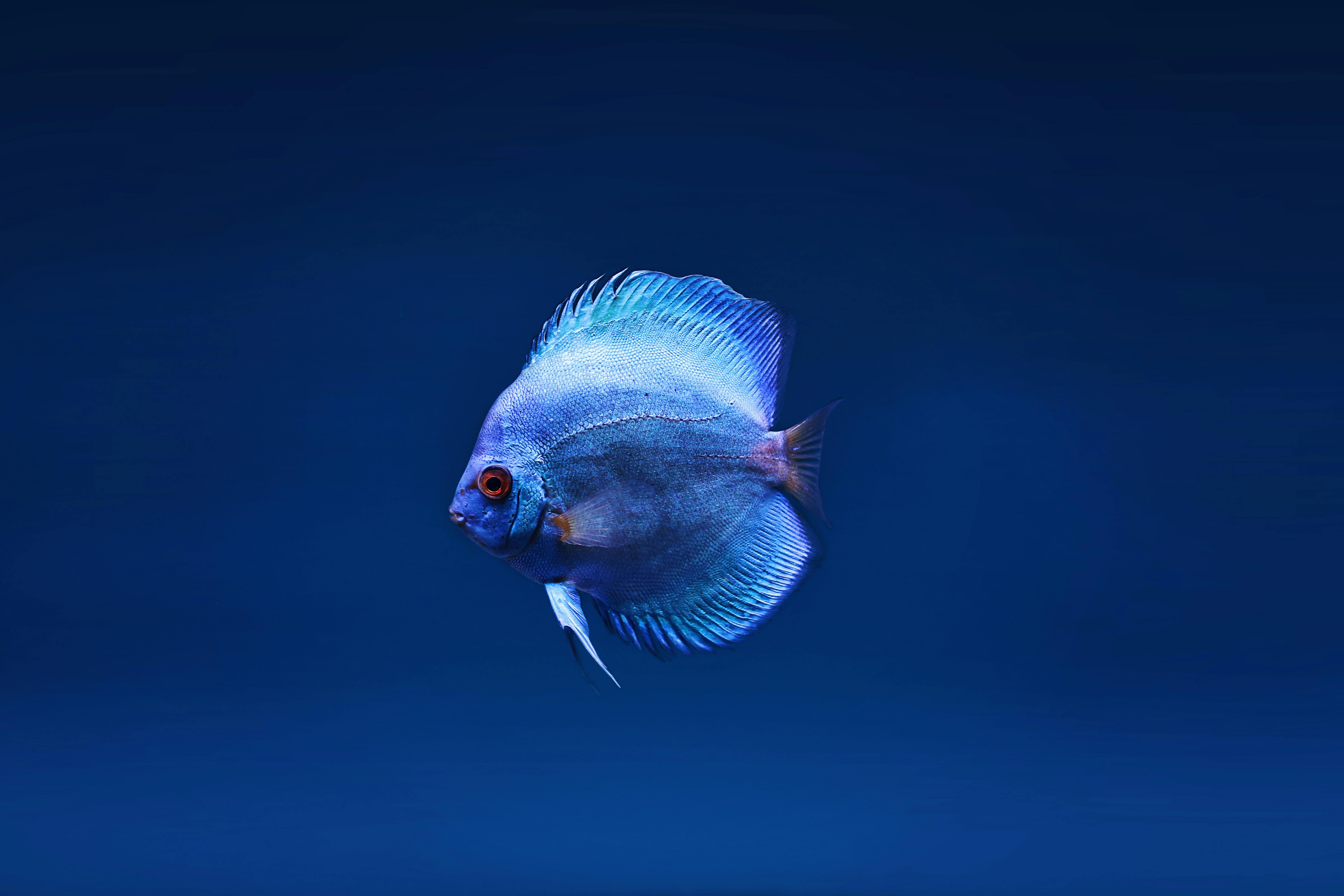 Tiger Oscar Cichlid Fish 4K HD Wallpapers