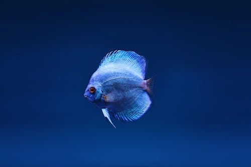 бесплатная Крупным планом фото голубой дискус рыбы Стоковое фото
