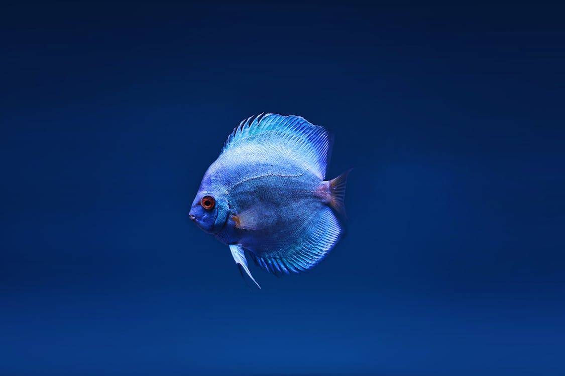 a blue fish