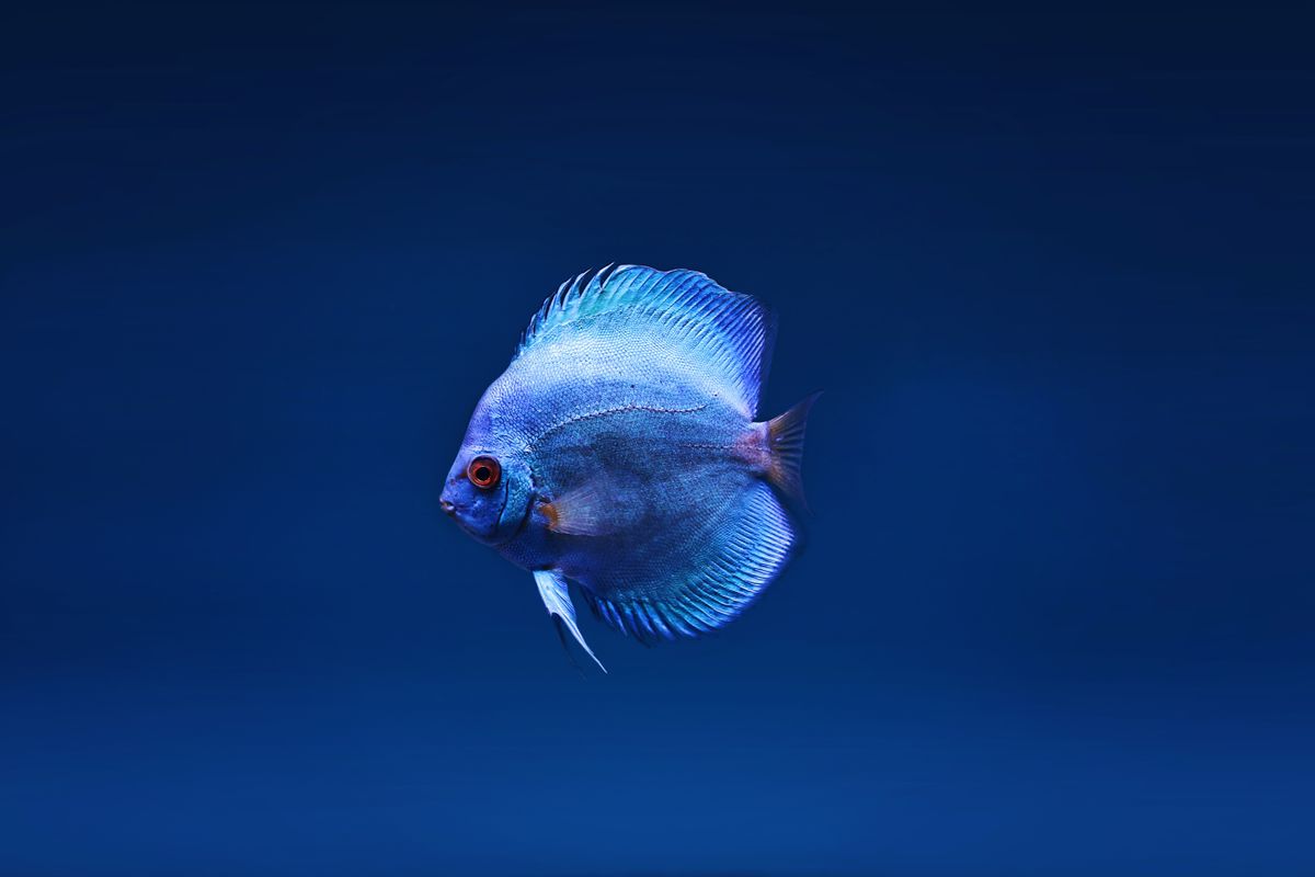 Blue discus fish — freshwater tropical fish remain the most popular choice among aquarium hobbyists