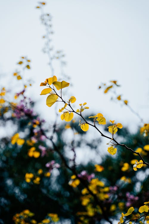 Kostenloses Stock Foto zu baum, dünner ast, gelbe blätter