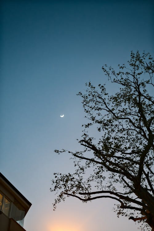 나무, 달, 로우앵글 샷의 무료 스톡 사진