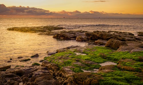 A sunset over the ocean with rocks and green algae
