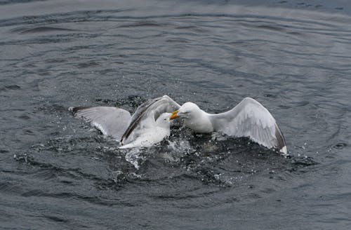 Seagull fight