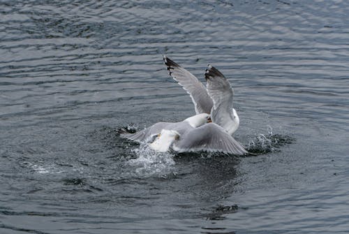 Seagull Fight