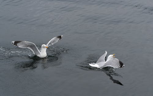 Seagull fight