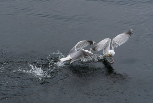 Seagull Fight