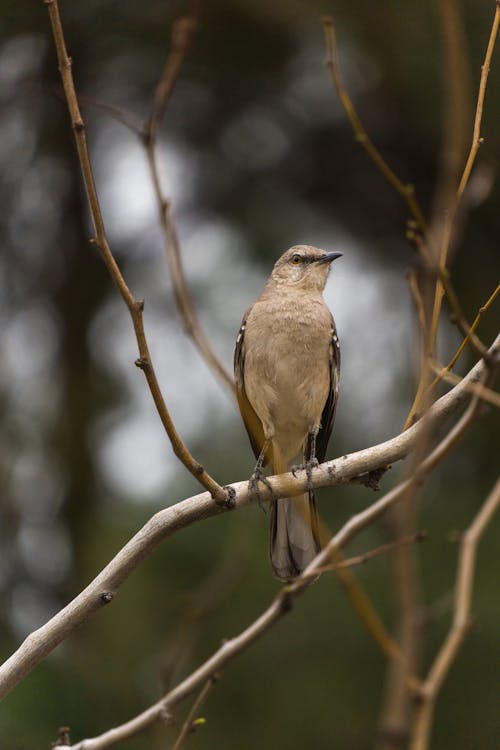 Gratis stockfoto met dierenfotografie, natuur, natuurfotografie