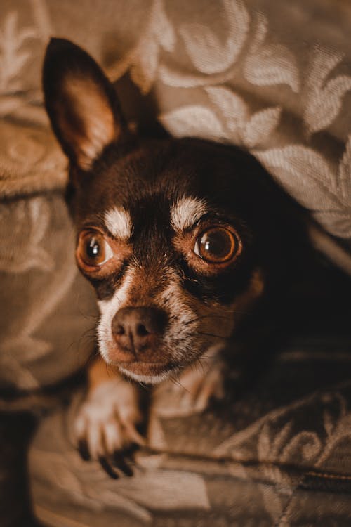 Gratis stockfoto met chihuahua, dierenfotografie, hond