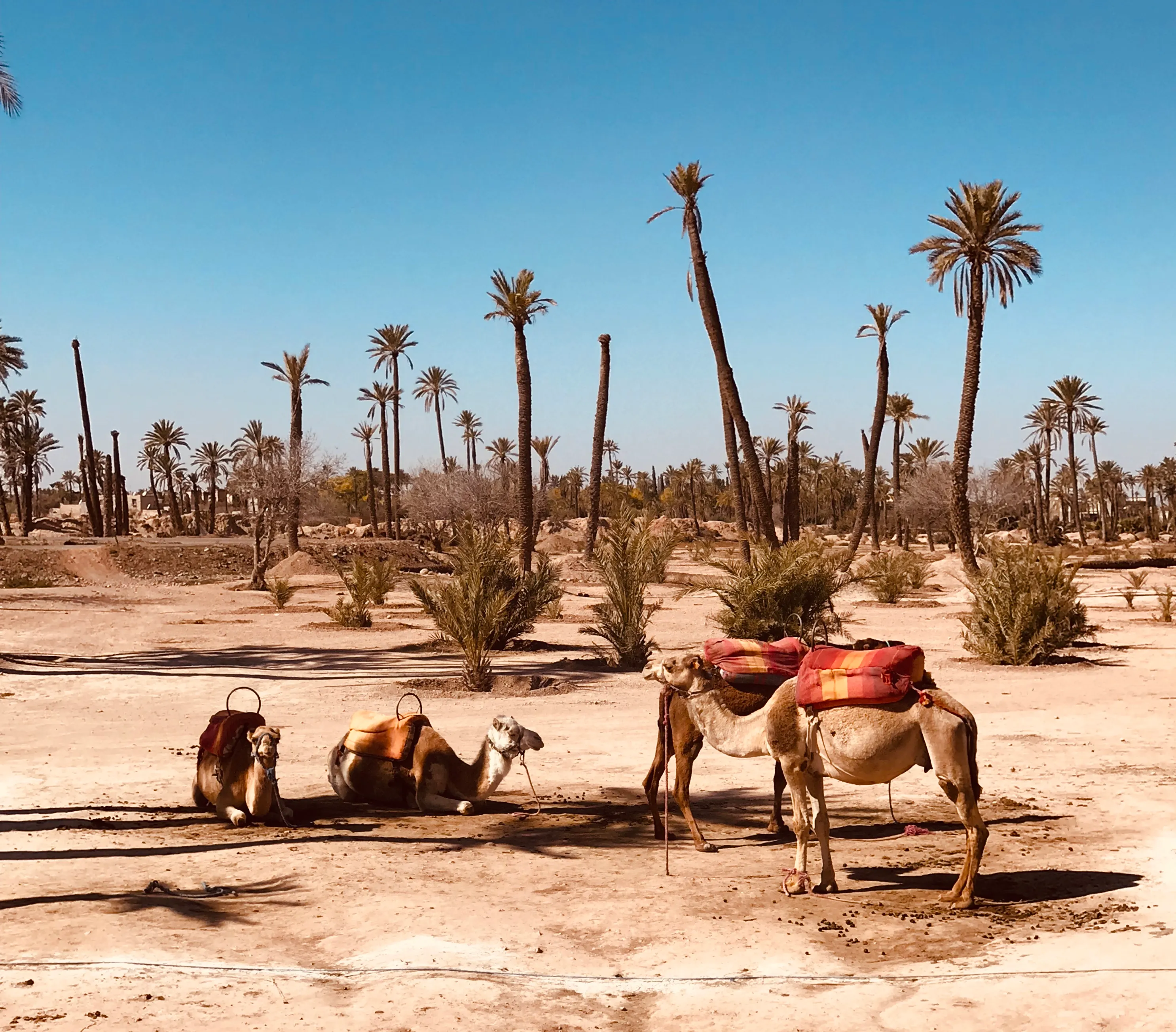 Sunset Camel Ride in the Palm Grove