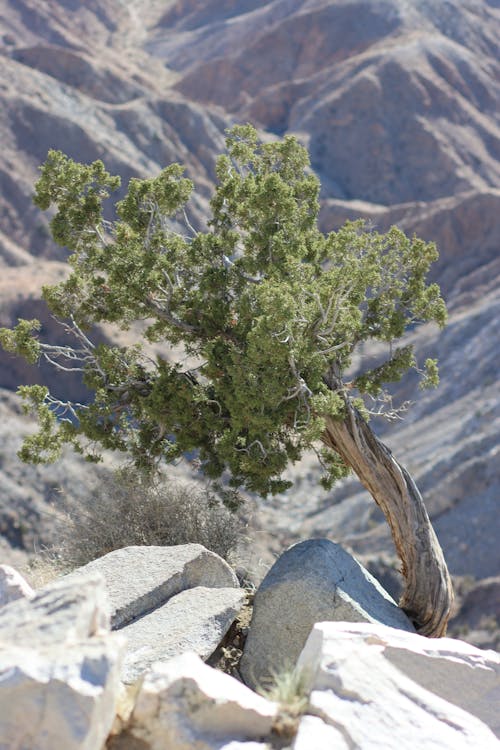 Immagine gratuita di albero, eroso, focus selettivo