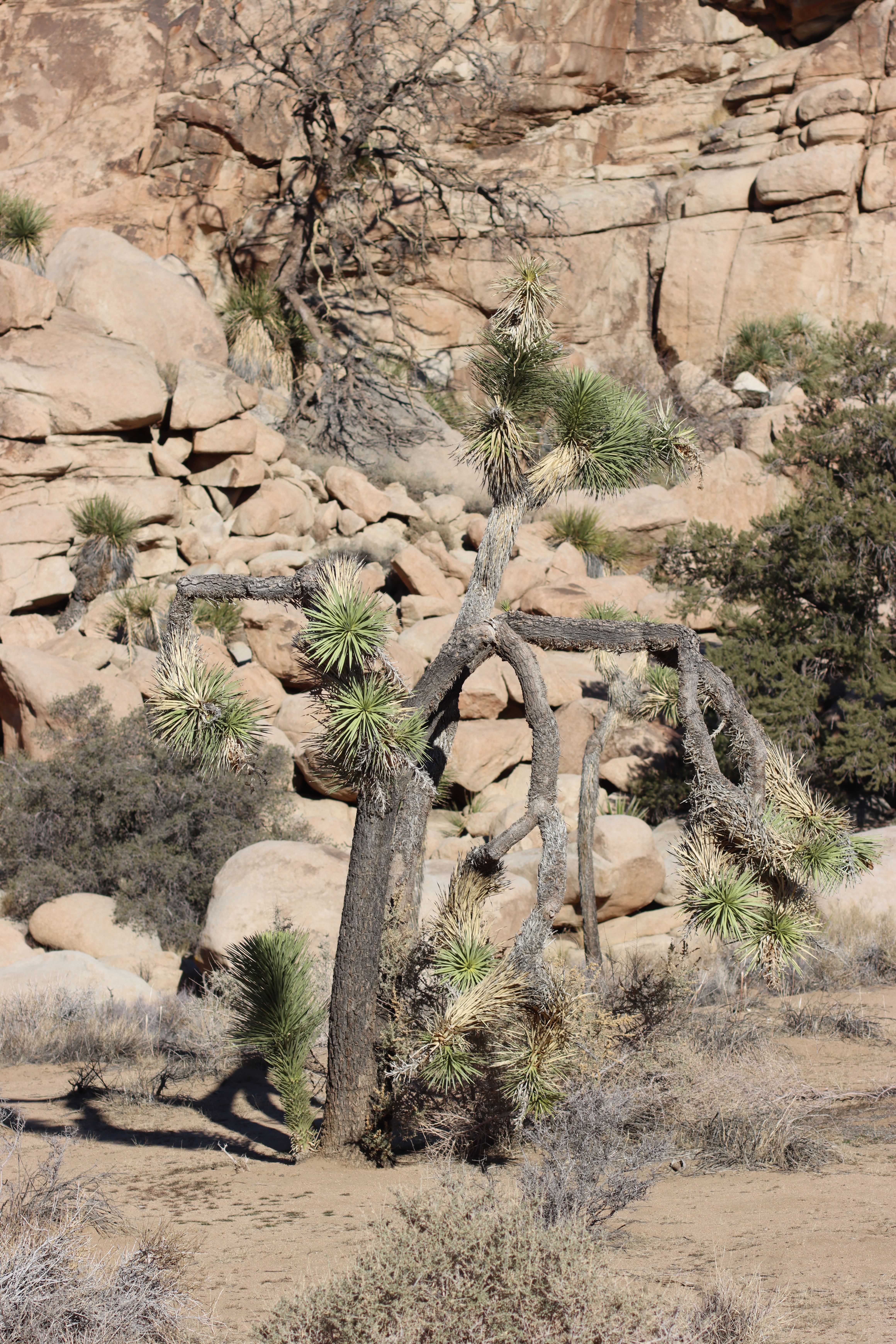 Joshua Tree (Yucca brevifolia) in Joshua Tree National Park
