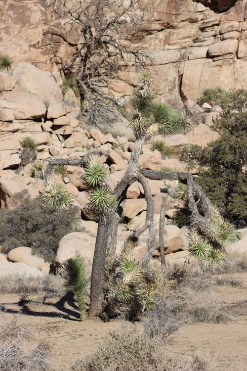 Free A Joshua Tree in the rugged arid landscape of Joshua Tree National Park, CA. Stock Photo