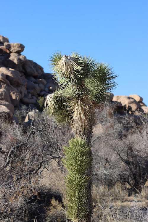 Fotobanka s bezplatnými fotkami na tému arídny, joshua tree, príroda