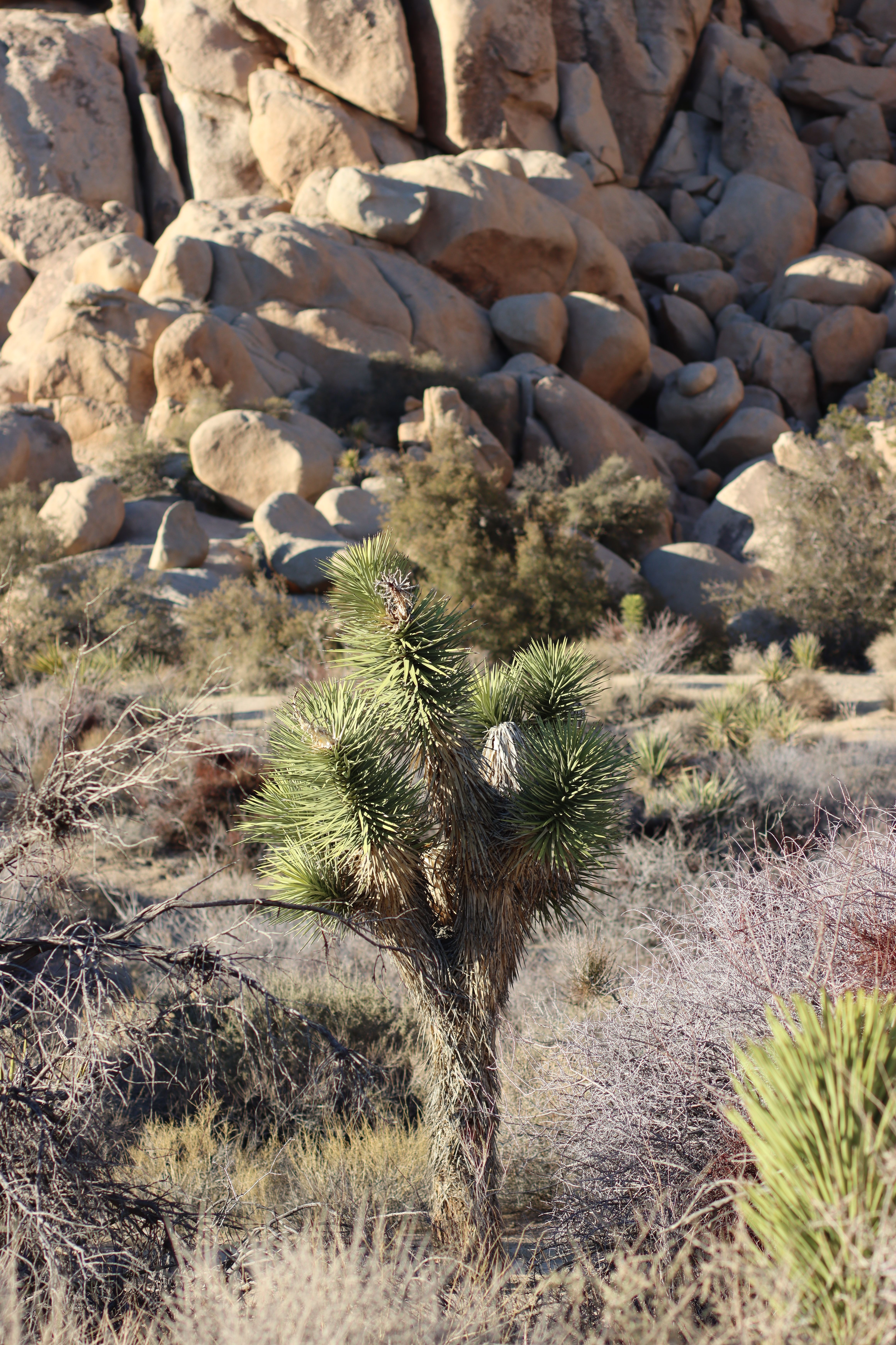 Stunning view of a Joshua tree against rocky boulders in Joshua Tree National Park.